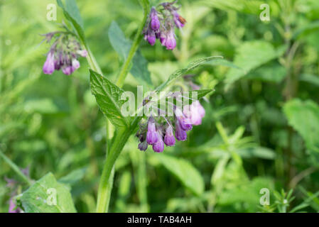 Symphytum officinale Consoude, macro fleurs violettes Banque D'Images