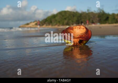 Sur la cosse de la noix de coco Tofo beach Banque D'Images