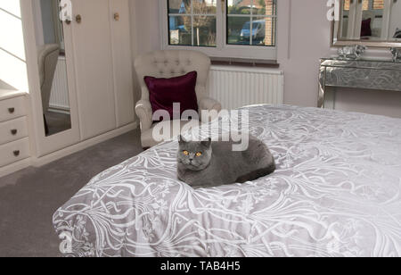 British Shorthair bleu Cat, Portrait homme adulte, assis à la maison sur un lit, England, UK Banque D'Images