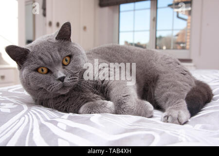 British Shorthair bleu Cat, Portrait homme célibataire des profils, couchée sur le lit chez lui, à la surprise et nerveux, England, UK Banque D'Images