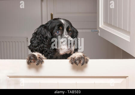 Springer Spaniel sauter jusqu'au porte de l'écurie Banque D'Images