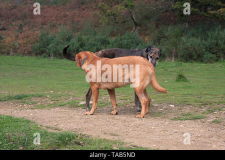 Lurcher et chien labrador, chaque message d'autres pays sur le chemin, Surrey, Angleterre Banque D'Images