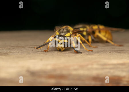 L'allemand, Guêpe Guêpe européenne ou allemande (yellowjacket lat. Vespula germanica) Banque D'Images