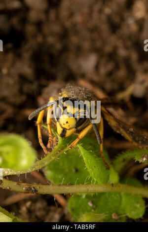 L'allemand, Guêpe Guêpe européenne ou allemande (yellowjacket lat. Vespula germanica) Banque D'Images