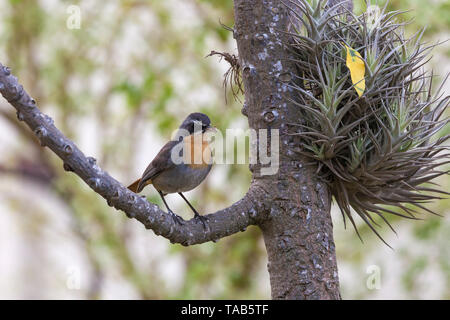 Cap adultes robin-chat, Cossypha caffra, avec l'insecte sur bec perché sur arbre près d'un épiphyte, Western Cape, Afrique du Sud Banque D'Images