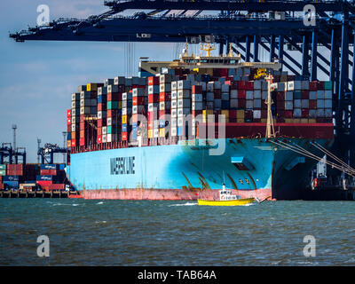 Maersk Line - British Trade - Harwich Harbour Ferry Est nain car les conteneurs d'expédition sont déchargés d'un Maersk Navire-conteneur au port de Felixstowe Banque D'Images