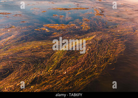 Dans les marées d'algues colorés lac au coucher du soleil. Banque D'Images