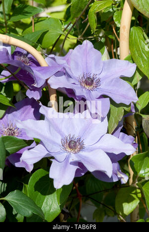 Clematis Garland Banque D'Images