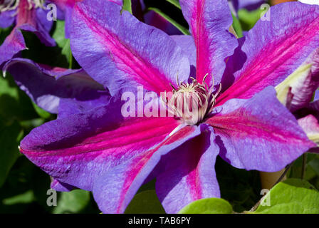 Clématite Mme N Thompson Banque D'Images
