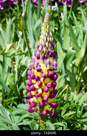 Les lumières de Manhattan Lupin Banque D'Images