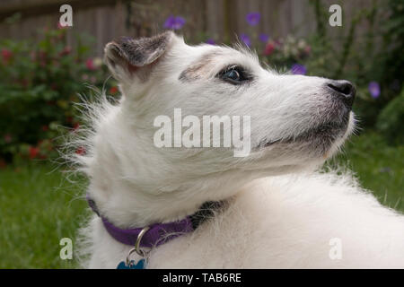 Jack Russell Terrier, personnes âgées homme blanc, tête et épaule à profil de côté, England, UK Banque D'Images