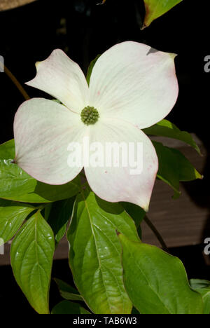 Cornus Rutgan Stellar 'X' Rose Banque D'Images