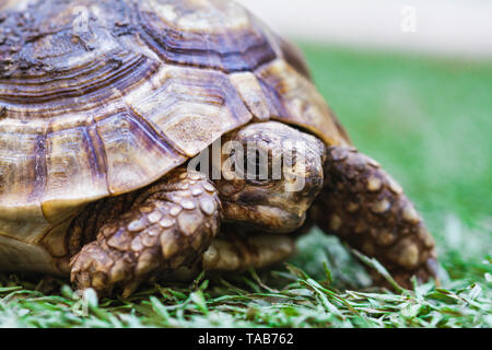 Vue rapprochée d'une tortue Banque D'Images