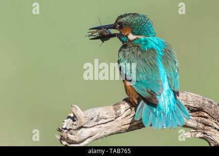 KIngfisher (Alcedo atthis) après avoir attrapé un crabe dans la rivière, l'Estrémadure, Espagne. Banque D'Images