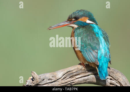 KIngfisher (Alcedo atthis) sur un vieux tronc de regarder la rivière avant de chuter sur un barrage, l'Estrémadure, Espagne. Banque D'Images