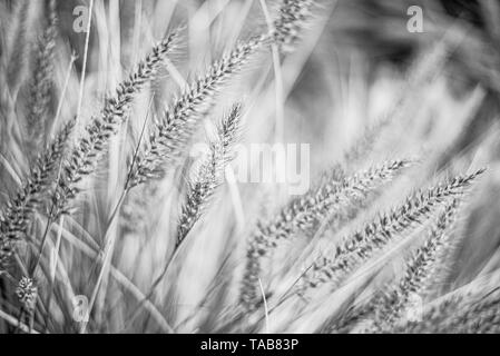 Panaches de fleurs herbe Pennisetum rubrum advena, photo en noir et blanc. Banque D'Images