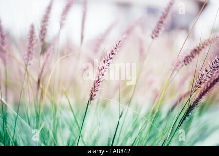 Panaches de gazon délicat de Pennisetum rubrum advena tons roses pour le féminin fond minimaliste. Banque D'Images