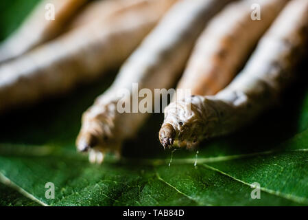 Les chefs de groupe de vers à soie, Bombyx mori, manger des feuilles de mûrier avec leurs dents pointues. Banque D'Images