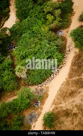 Vue aérienne de moutons d'être entassés sur la route rurale près de village de Bagan, Myanmar. Banque D'Images