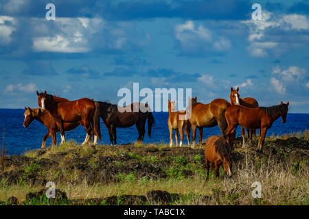 Groupe de chevaux sauvages sur les rochers près de ocean Banque D'Images