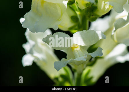 En gros plan des fleurs d'un muflier (Antirrhinum) Banque D'Images