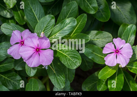 Pervenche de Madagascar / rose / pervenche Catharanthus roseus (pervenche rose / Ammocallis rosea) en fleur, originaire de Madagascar Banque D'Images