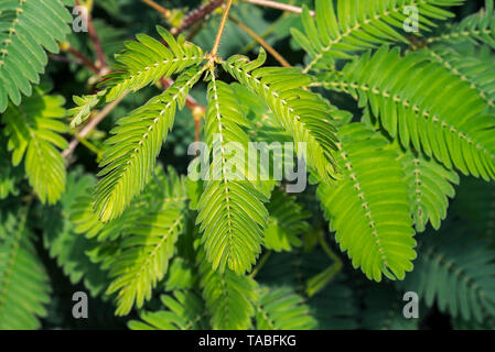 Plante Sensitive / plante endormie / touch-me-not (Mimosa pudica) close-up de l'intérieur du pliage des tracts, originaire de l'Amérique du Sud et Amérique Centrale Banque D'Images