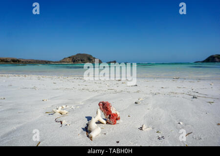 Couleur blanc et rouge coraux sur la plage rose sur l'île de Lombok (à côté de Bali) en Indonésie. Banque D'Images