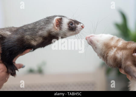 Les jeunes furets assis sur ses mains et l'homme animal d'amitié. Banque D'Images