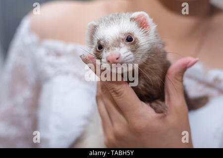 Les jeunes furets assis sur ses mains et l'homme animal d'amitié. Banque D'Images