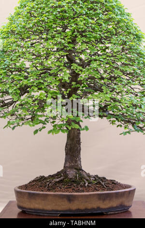 Ulmus pumila. Arbre bonsaï d'orme sibérien sur fond de couleur crème exposé au festival RHS Malvern Spring, Worcestershire, Royaume-Uni Banque D'Images