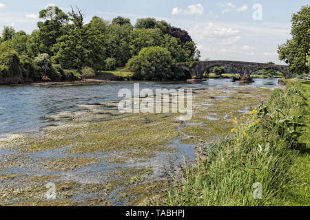 Image de la Suir River en été envahi par la végétation.L'Irlande. Banque D'Images