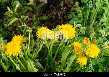 La fleur de pissenlit pousse sur arrière-plan de l'herbe verte au printemps journée solaire Banque D'Images