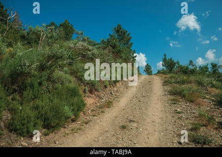 Chemin de terre traversant des terrains vallonnés couverts par des arbres à des hautes terres de Serra da Estrela. La plus haute chaîne de montagne au Portugal continental. Banque D'Images