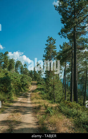 Chemin de terre traversant des terrains vallonnés couverts par des arbres à des hautes terres de Serra da Estrela. La plus haute chaîne de montagne au Portugal continental. Banque D'Images