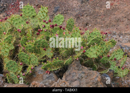 Grand vert avec cactus figuiers de barbarie sur Lanzarote Banque D'Images