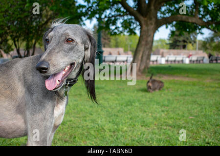 Le Greyhound d'Asie centrale, après une longue marche, à sa langue et le regarda dans la distance. Dans l'arrière-plan un autre chien est la marche. Somme ensoleillée Banque D'Images