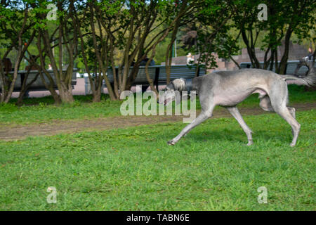 Le Greyhound d'Asie centrale s'exécute lentement dans l'herbe, collant sa langue. Faites une promenade avec votre chien sur une journée ensoleillée. Banque D'Images