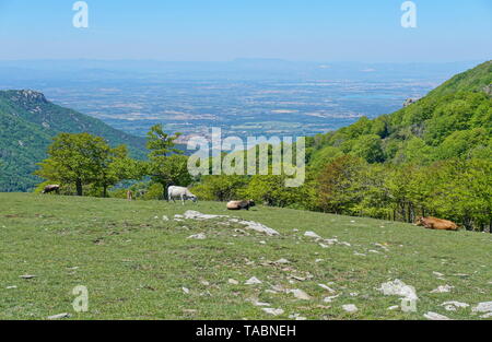 France paysage, vaches dans les pâturages dans la montagne, avec en arrière-plan la plaine du Roussillon, massif des Albères, Pyrénées Orientales Banque D'Images