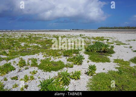 Paysage L'atoll de Tikehau, archipel des Tuamotu, en Polynésie française, l'océan Pacifique Banque D'Images