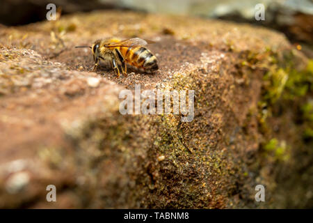 Abeille à miel Banque D'Images