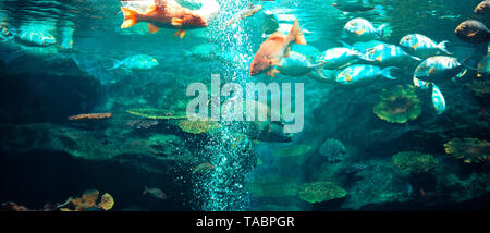 La vie marine fish nager sous l'ocean / colorés différents types de réservoir de poissons grand aquarium avec de magnifiques coraux Banque D'Images