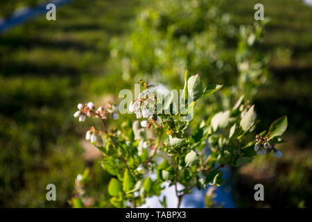 Fleurs de bleuet avec Bush au début du printemps. close-up Banque D'Images