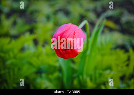 Tulipe rouge sur fond flou. Tulipe rouge sur champ vert. Close up de belle fleur de tulipe. Banque D'Images