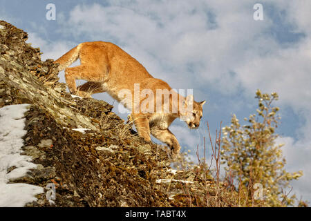 Le cougar va par beaucoup de noms y compris mountain lion, puma, panthère, ou catamount, est un grand chat originaire des Amériques. Banque D'Images