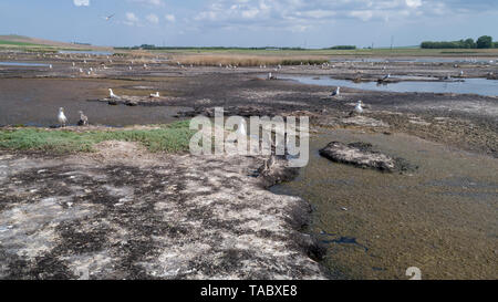 Colonie de mouettes dans le Delta du Danube, Roumanie Banque D'Images