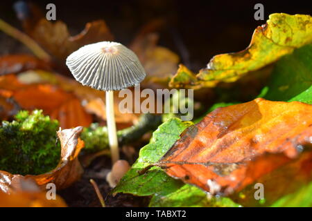 Bonnet fée toadstool en automne Banque D'Images