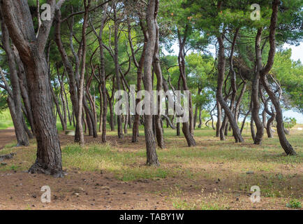 (Italie) - La plage de sable de touristique Abruzzes avec la grande forêt de pins et la célèbre tour château appelé Torre di Cerrano Banque D'Images