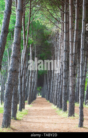 (Italie) - La plage de sable de touristique Abruzzes avec la grande forêt de pins et la célèbre tour château appelé Torre di Cerrano Banque D'Images