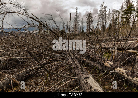 Séché et abattaient les arbres dans une forêt de conifères au début du printemps sur une journée ensoleillée et un ciel nuageux Banque D'Images